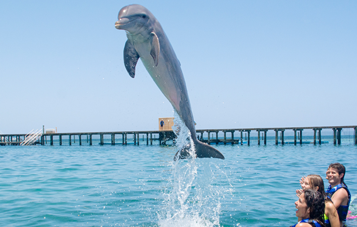 MondoBelloTurismo-DolphinExplorer